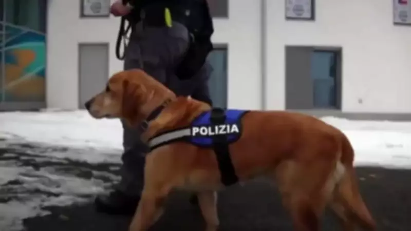 Cães policiais reforçam segurança nos Jogos Olímpicos de Inverno na Itália