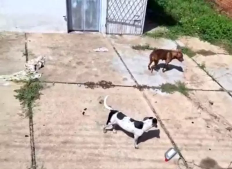Cães resgatados de casa abandonada em Teresina sofriam maus-tratos por abandono