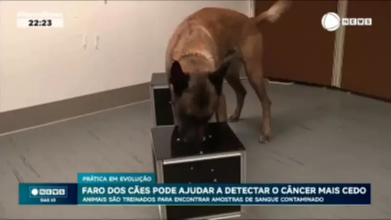 Cães são treinados para detectar câncer pelo olfato em estudo inovador nos EUA