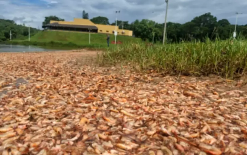 Cetesb detecta contaminação por esgoto em prainha de Igaraçu do Tietê após mortandade de camarões