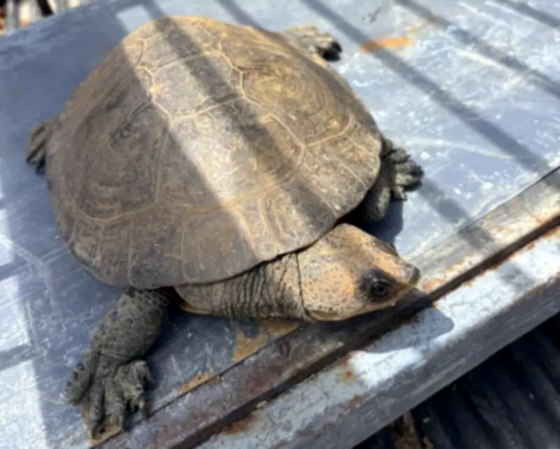 Cágado-do-paraíba em perigo é resgatado em Valença e levado para refúgio estadual