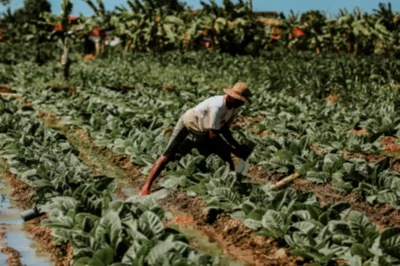 Chapéu ou capacete? Ministério do Trabalho esclarece lei rural e desmente fake news