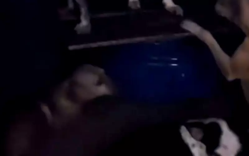 Chuvas intensas alagam Poço Verde e deixam abrigo de cães desabrigado