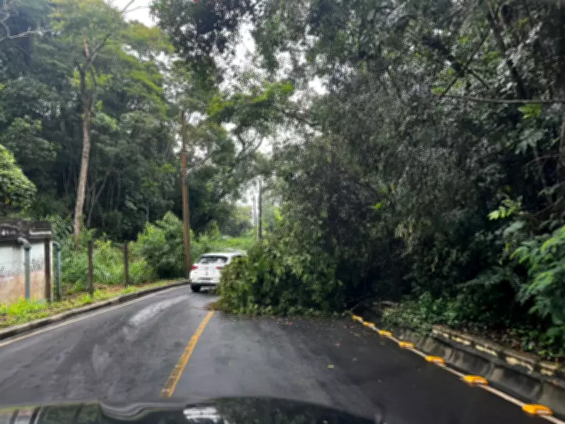 Chuvas intensas em Juiz de Fora causam queda de árvore e alertas de risco geológico