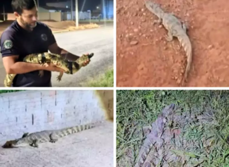 Chuvas intensas levam jacarés a invadirem ruas de Ibaté, no interior de São Paulo
