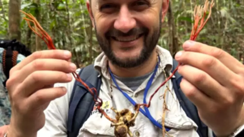 Cientistas descobrem tarântula amazônica infectada por fungo 'Cordyceps' em reserva de Manaus
