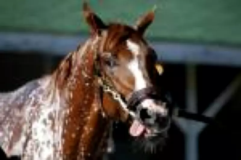 Cientistas desvendam mistério do relincho dos cavalos: sons graves e agudos simultâneos