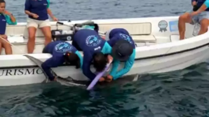 Cientistas monitoram tubarões-tigre no Sudeste pela primeira vez com satélite