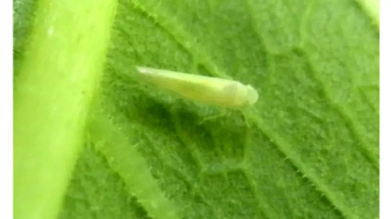 Cigarrinha é a principal praga da uva no Vale do São Francisco e ameaça também a manga