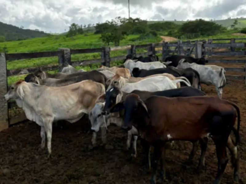 Cinco presos por furto de gado em Ataléia: grupo aproveitou ausência de fazendeiro doente