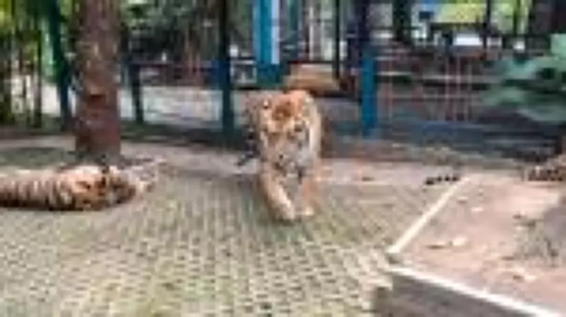 Cinomose canina mata 72 tigres em zoológico tailandês em surto viral