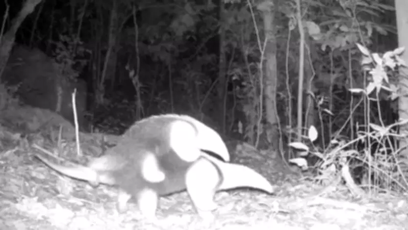 Câmeras revelam vida secreta da fauna em Além Paraíba: gavião predando cobra e tamanduás com filhote