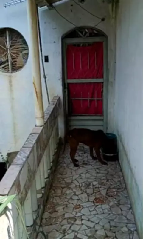 Cão Abandonado em Casa Após Mudança é Resgatado em Barra Mansa (RJ)