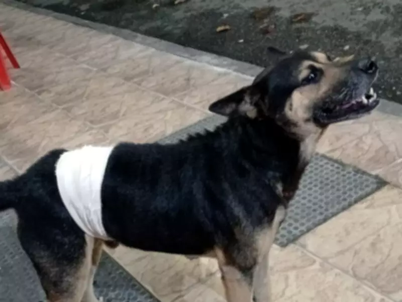 Cão atacado com facão em Barra Mansa é resgatado e será colocado para adoção