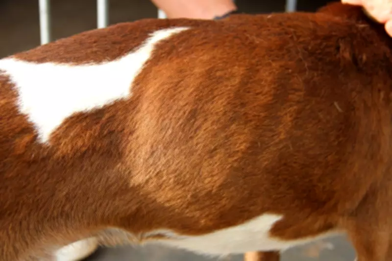 Cão cego é resgatado em situação de maus-tratos em Cerqueira César, SP