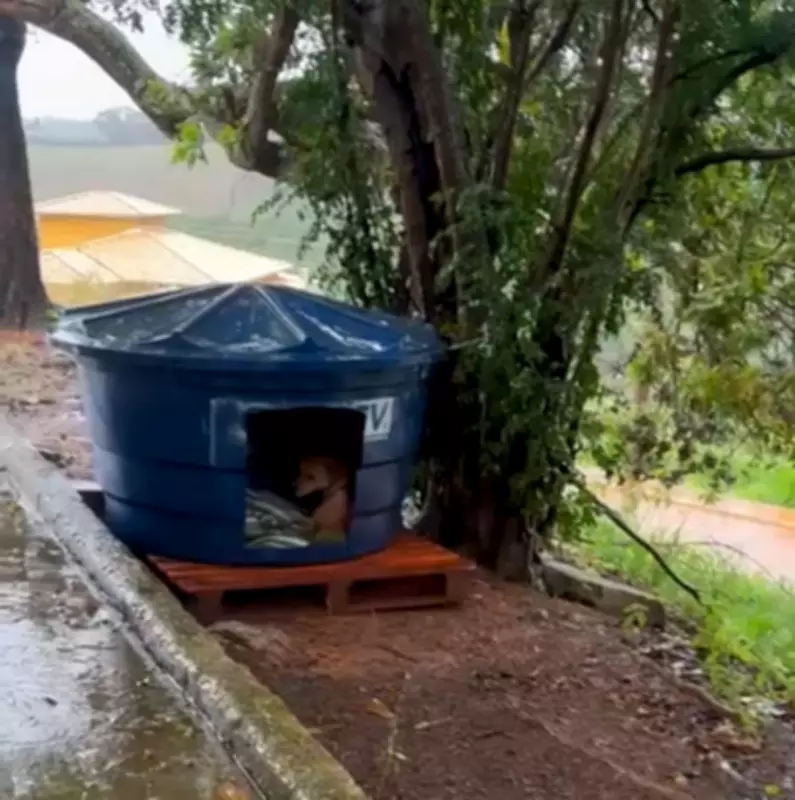 Cão comunitário Caramelo é encontrado morto com suspeita de envenenamento em Senador Firmino