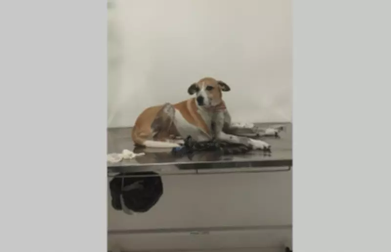 Cão comunitário é encontrado morto em ponto turístico de Saquarema e revolta moradores