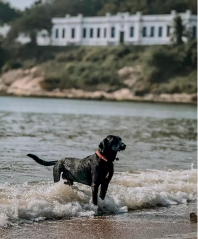 Cão comunitário Ronaldo se torna símbolo de afeto e cuidado coletivo em praia de Macaé