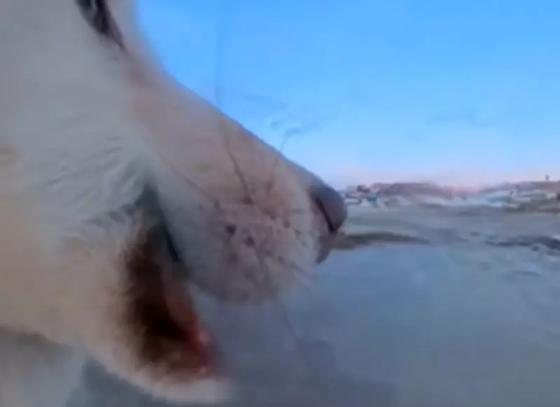 Cão de trenó na Groenlândia rouba câmera de US$ 700 e se filma escondendo equipamento