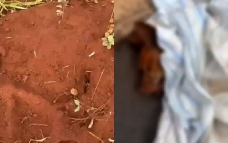 Cão enterrado vivo em Jaú não resiste após resgate; polícia investiga maus-tratos