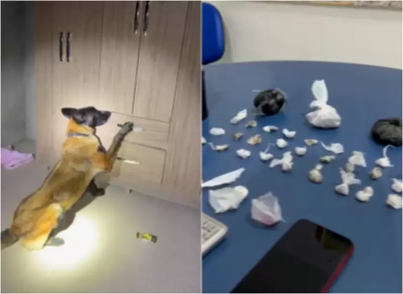 Cão farejador encontra 29 pacotes de drogas em guarda-roupa durante prisão por tráfico em Boa Vista