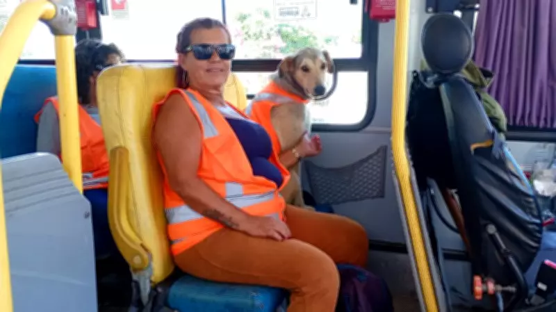 Cão Fiv vira gari oficial em Laguna (SC) e leva alegria às ruas com uniforme personalizado