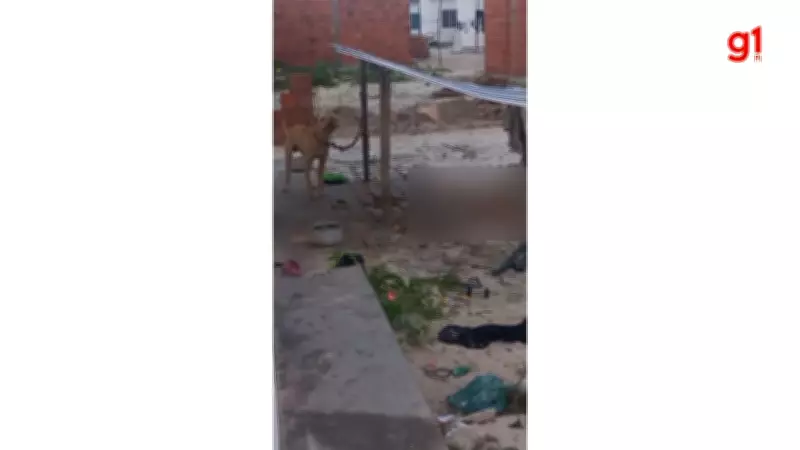 Cão morre acorrentado durante resgate em Parnaíba; responsável é preso por maus-tratos