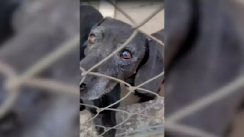 Cão Negão morre após atropelamento e motorista foge sem prestar socorro em SP