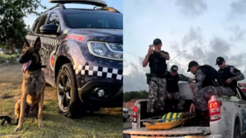 Cão policial K9 Colt morre atropelado durante treinamento no Piauí