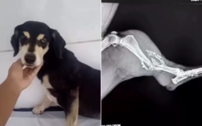 Cão resgatado da rua é baleado em condomínio de Guapó, na Grande Goiânia