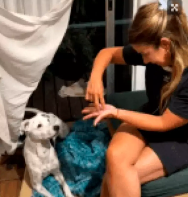 Cão surdo impressiona com compreensão de sinais e reacende debate científico sobre cognição animal