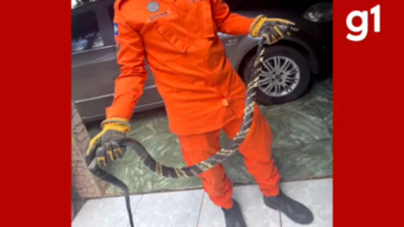 Cobra caninana de 2,5 metros é resgatada de telhado em Lucas do Rio Verde, MT
