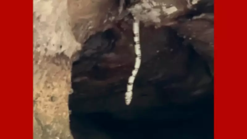 Cobra caninana impressiona turistas em caverna da Chapada dos Guimarães, MT