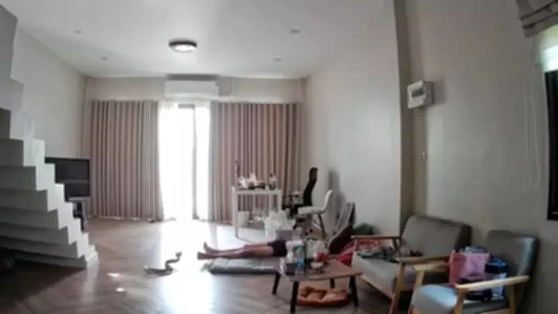 Cobra invade residência e pica morador que estava deitado na sala na Tailândia