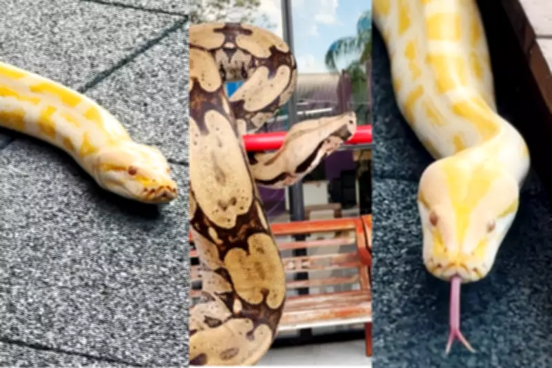 Cobras do Bioparque Pantanal fazem 'passeio' como parte de protocolo de bem-estar animal