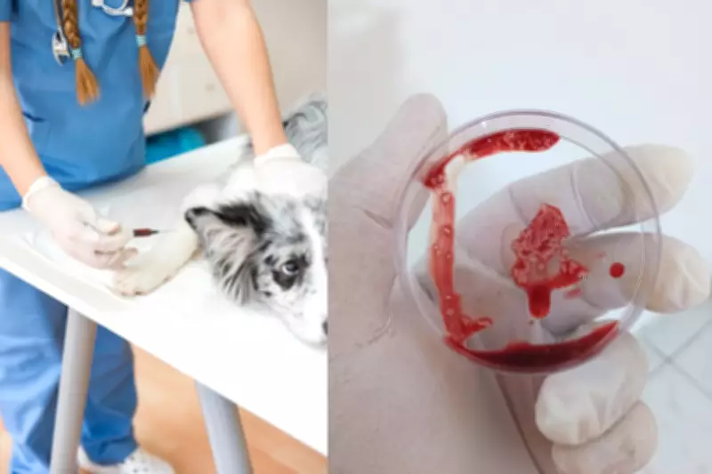 Coleta de medula óssea em pets é essencial para diagnóstico de doenças graves, explica veterinário
