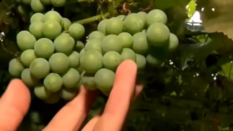 Colheita de uva no RS deve gerar 9 mil empregos em vinícolas, com muitos permanentes