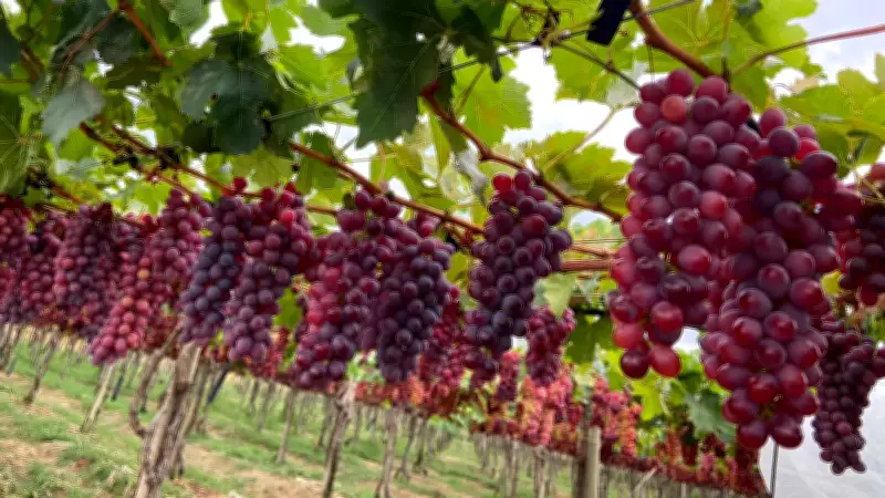 Combate à cigarrinha no Vale do São Francisco exige manejo integrado além de defensivos
