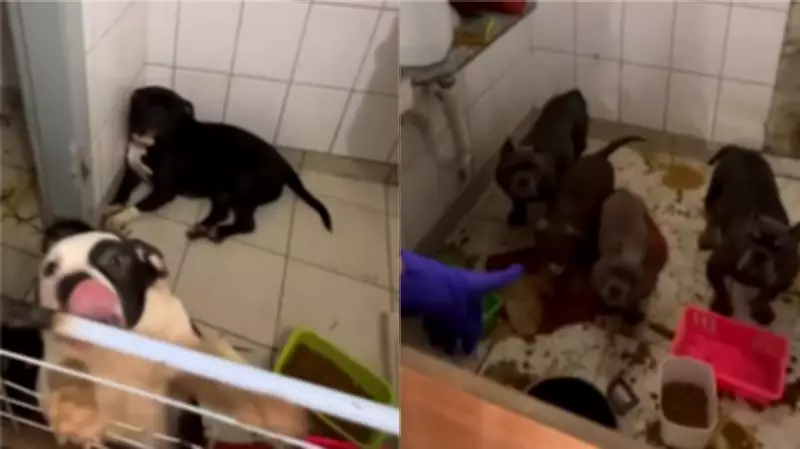 Comerciante chinês é condenado a 5 anos por crueldade extrema contra 26 cães em São Paulo