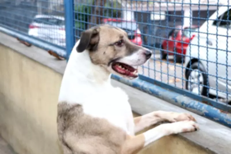 Comissão do Senado vota projeto que proíbe coleiras de choque em animais domésticos