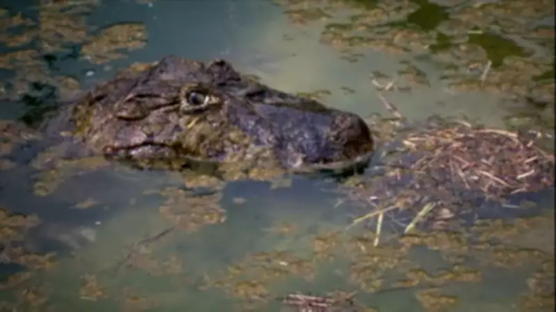 Como é produzida a carne de jacaré: do ovo à mesa em São Paulo
