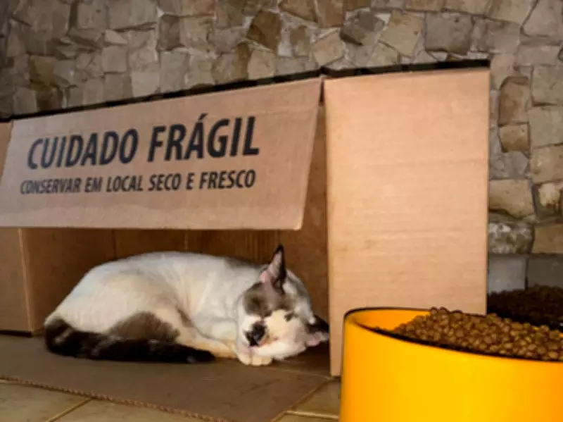 Comunidade se mobiliza para encontrar lares para gatos após morte de protetora animal em Belém