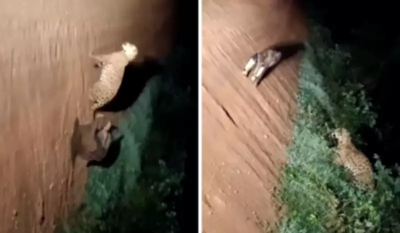 Confronto épico no Pantanal: Tamanduá-bandeira enfrenta onça-pintada em MT