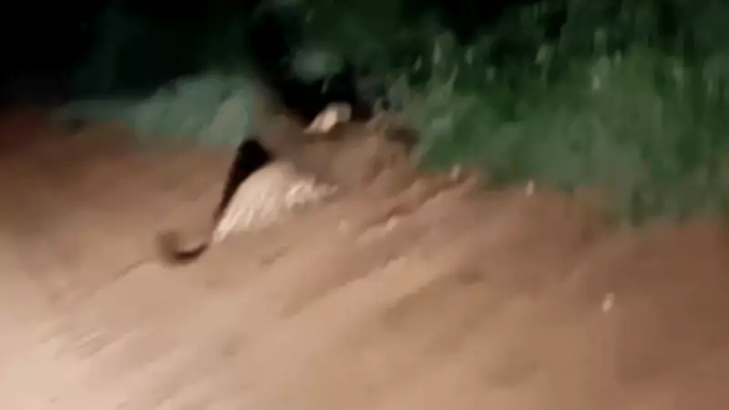 Confronto raro entre tamanduá-bandeira e onça-pintada é flagrado no Pantanal de Mato Grosso