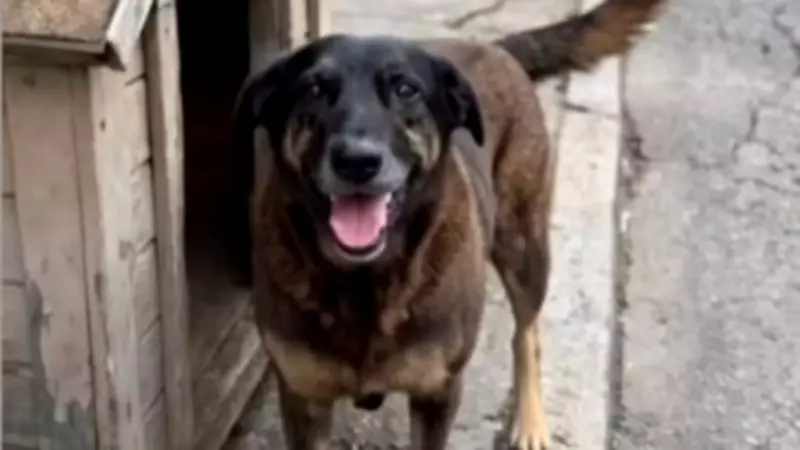 Corpo de cão Orelha é exumado em Florianópolis para nova perícia após agressão fatal