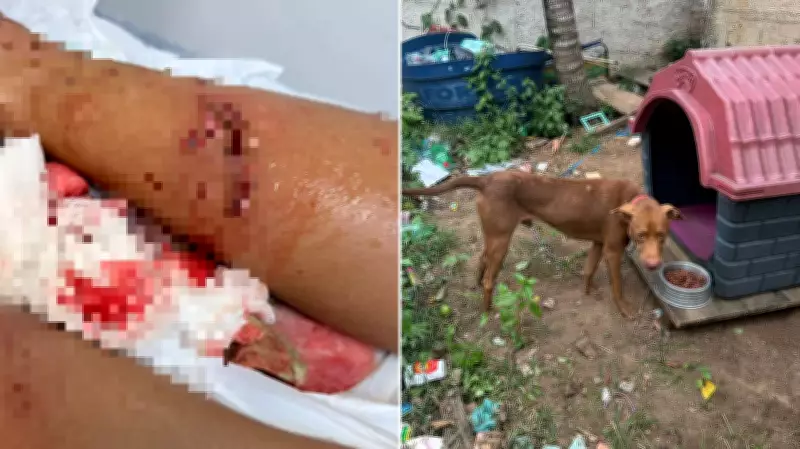 Criança de 7 anos é atacada por cachorro em Arraial do Cabo; caso é enquadrado como omissão de cautela