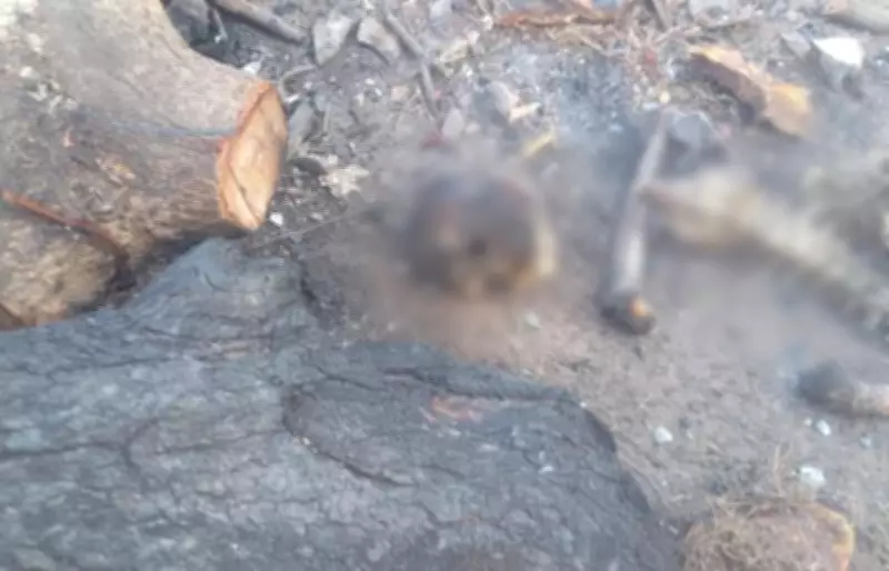 Crianças encontram ossadas humanas em Boa Vista durante brincadeira