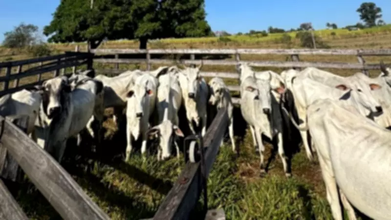 Criminosos invadem sítio e furtam 30 cabeças de gado em Porto Feliz, SP