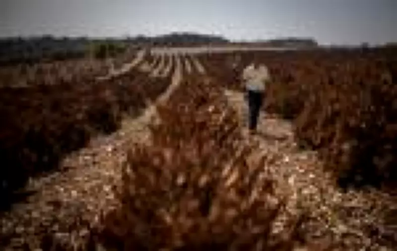 Crise climática ameaça café brasileiro: 70 dias extras de calor reduzem safra e elevam preços