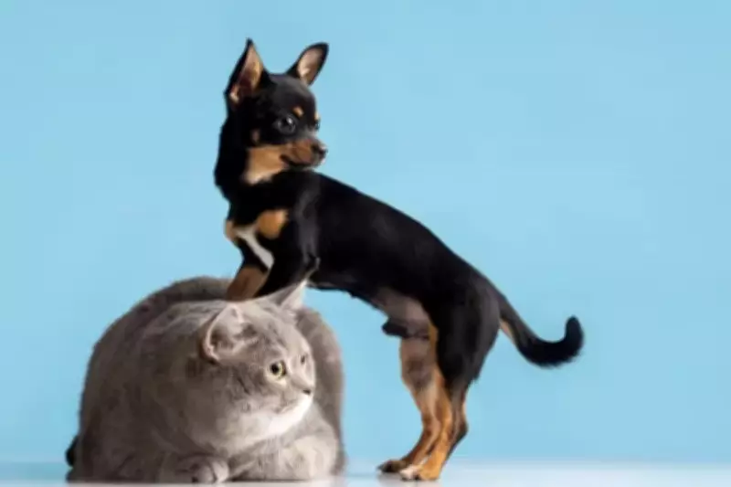 Cubatão (SP) proíbe acorrentamento de animais e Boa Vista (RR) amplia proteção com serviços gratuitos